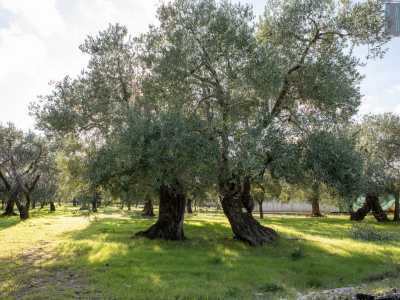 Va subito detto che anche se comunemente con �termite� ci riferiamo all�oliva, in realt� questo � il nome della cultivar, ovvero la pianta. Il frutto va invece chiamato �oliva dolce di Bitetto"